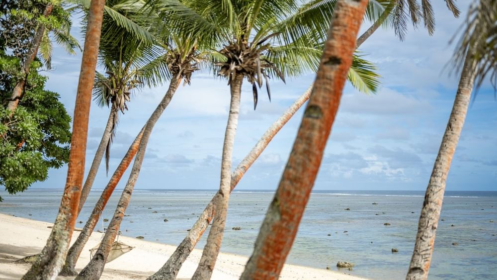 Palm trees on sandy shore with ocean view at Tambua Sands Beach Resort in Sigatoka.
