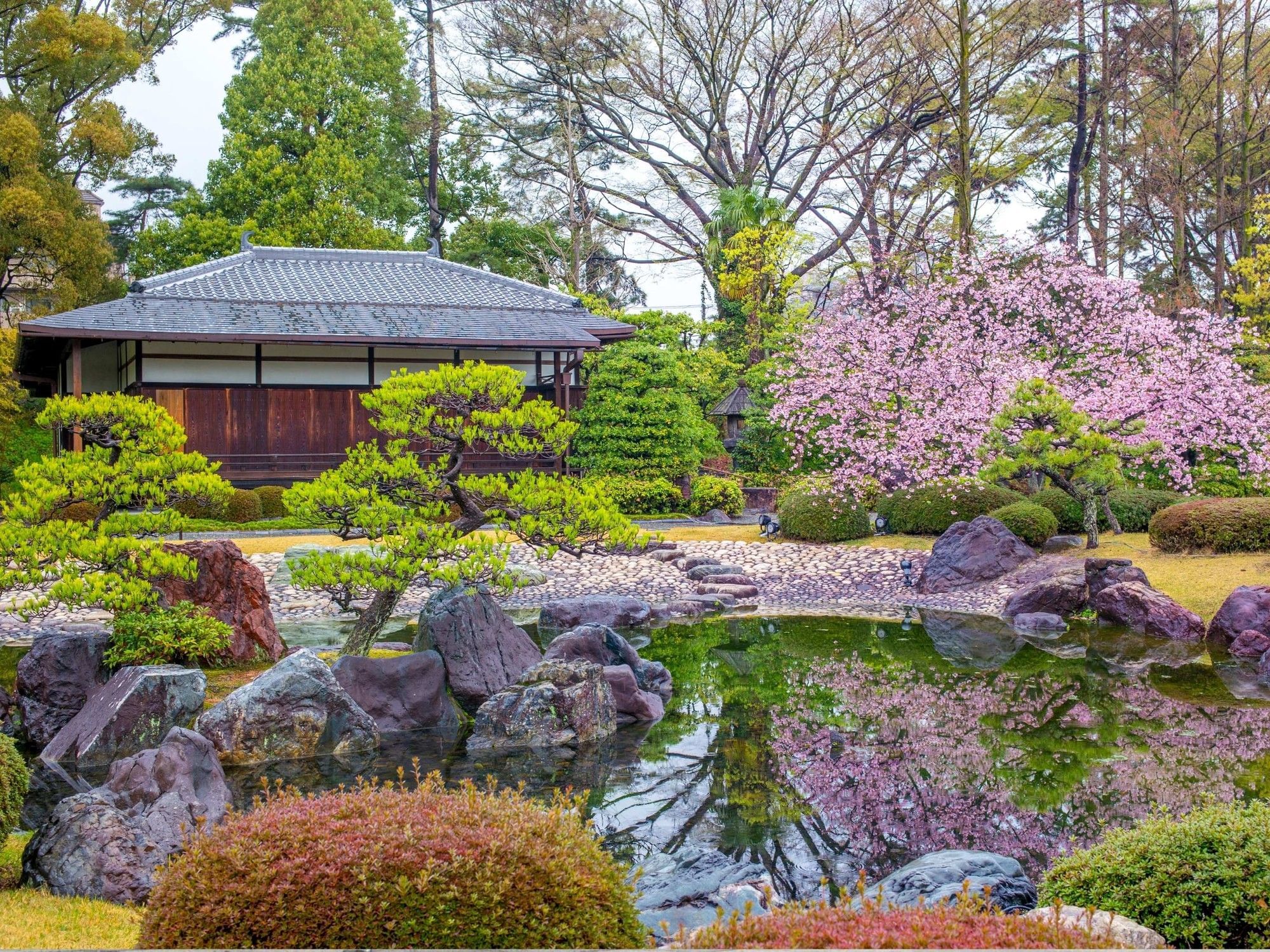 Cherry Blossom | Park Hotel Kyoto