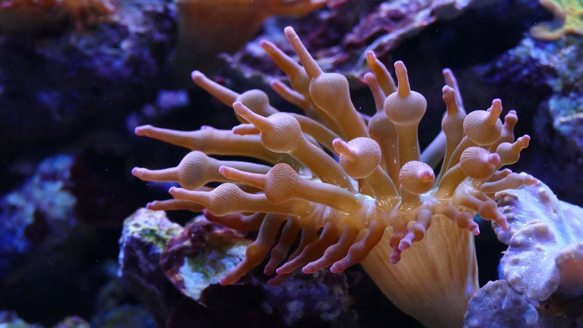 View of corals in deep sea near Daydream Island Resort