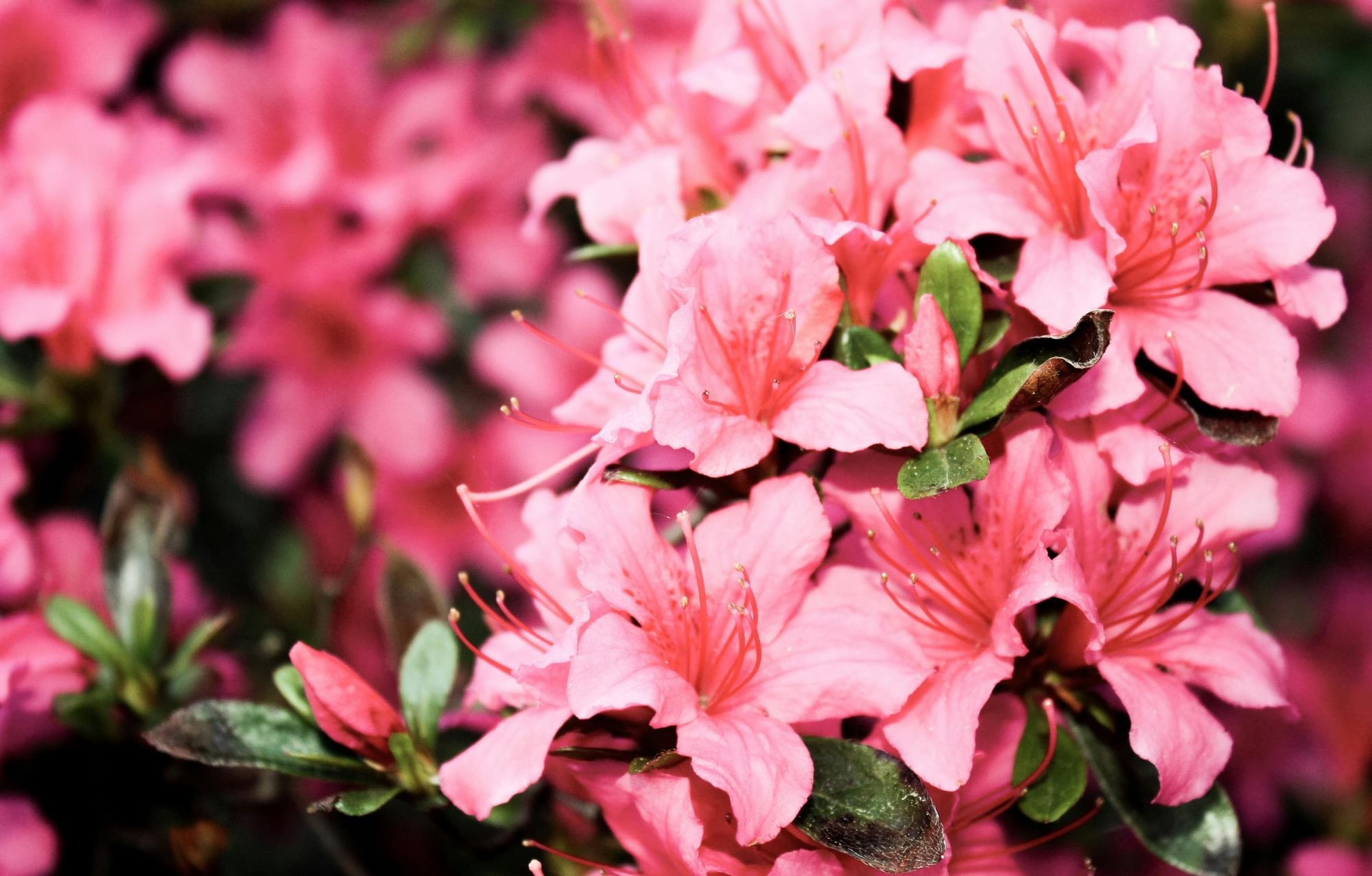 A close-up of blossoming pink azalea flowers.  