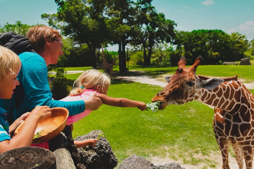 Father & kids feeding giraffes at the Zoo near MCM Eleganté