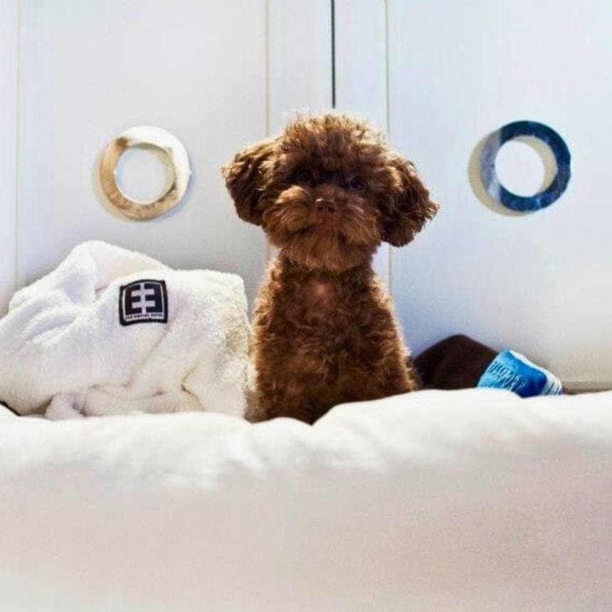 fluffy dog in a bed at the empire 