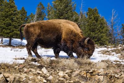 Buffalo in spring