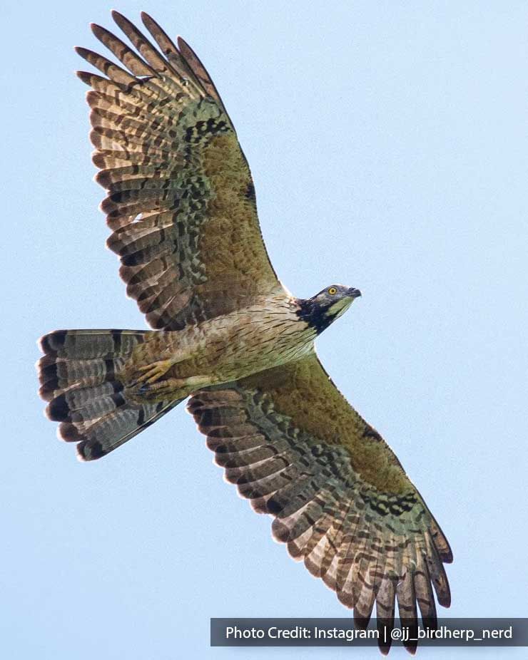 a picture of an eagle flying