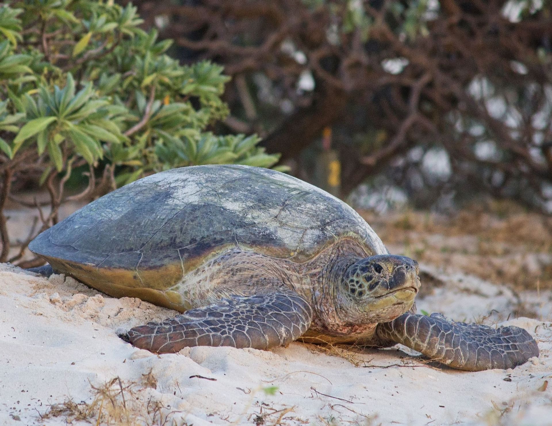 Heron Island Resort | Great Barrier Reef Activities