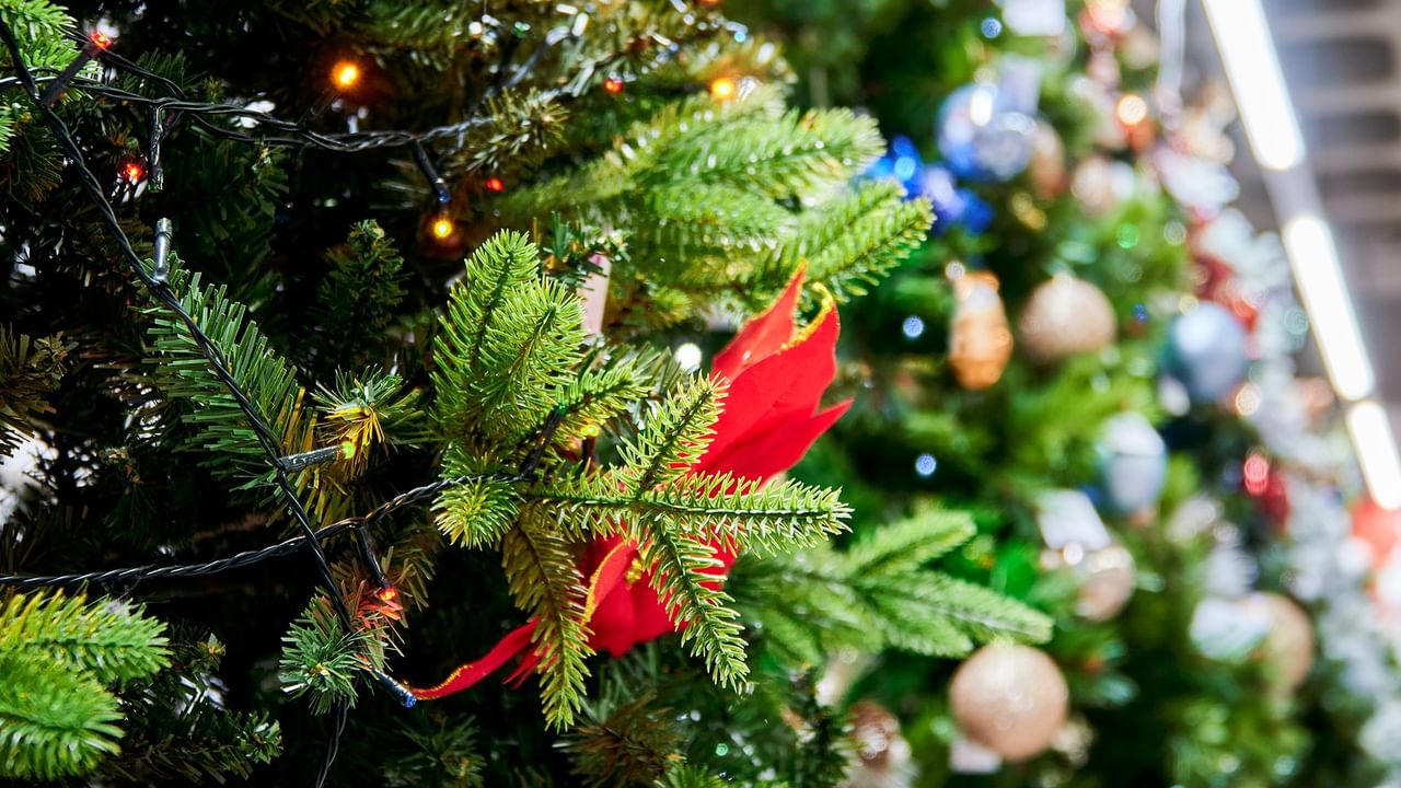 Christmas trees
