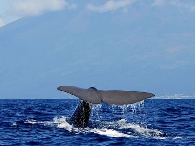 Observação de Baleias