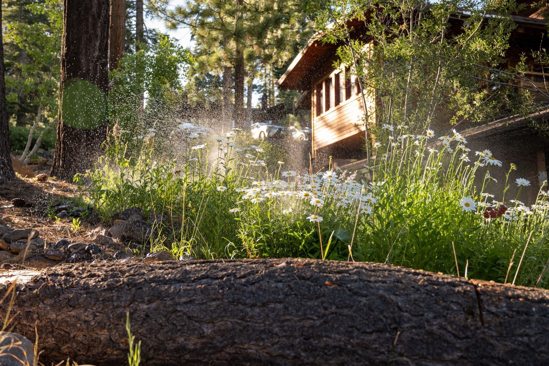 White daisy flowers in summer at Granlibakken Tahoe