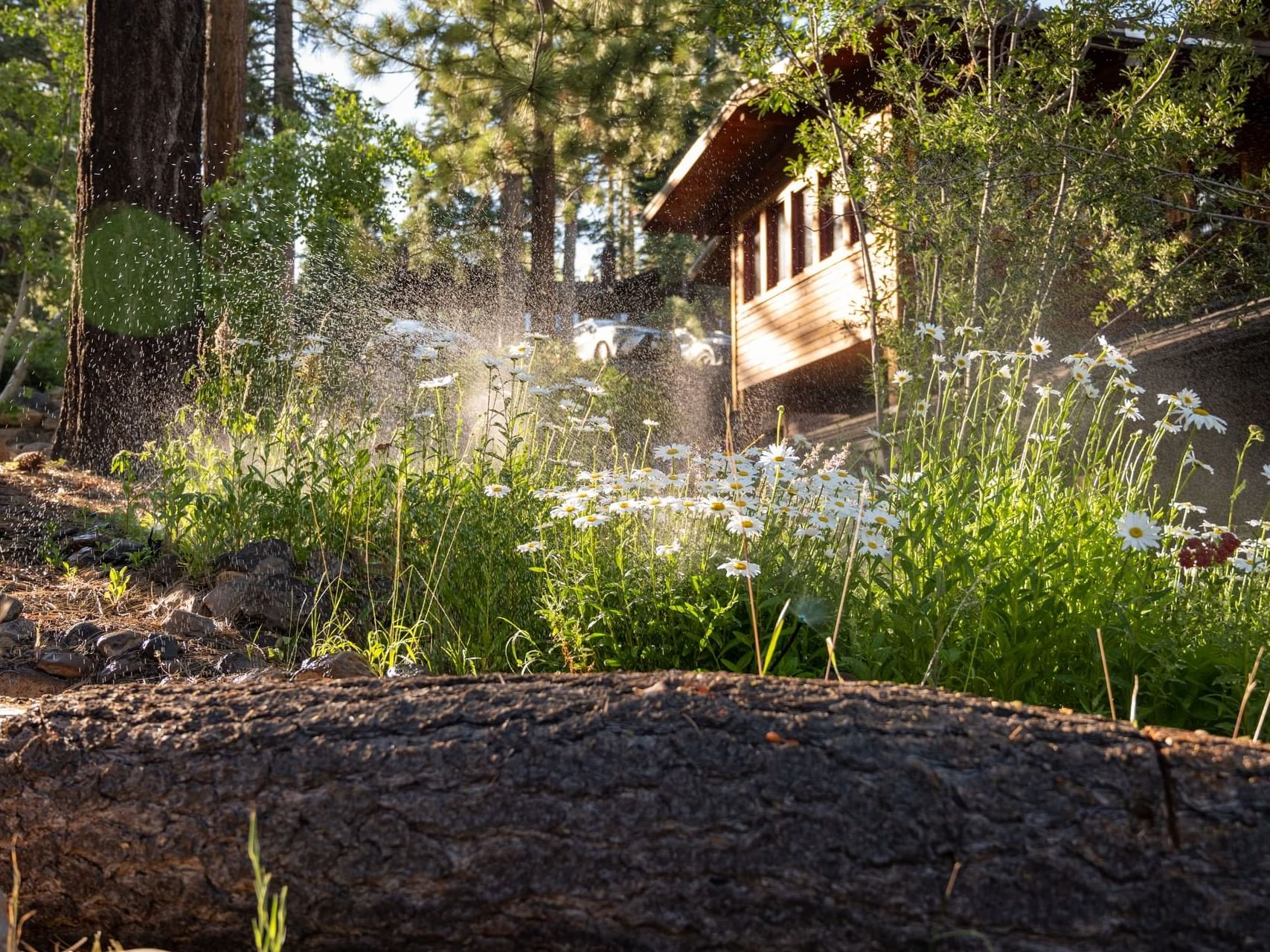 Daisy flowers in summer at forest near Granlibakken Tahoe