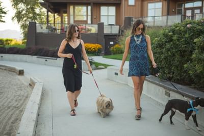 Hotel Grounds Dog - Pet Friendly