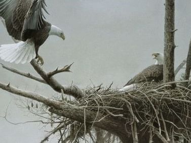 A large painting of two bald eagles one landing on a nest with a partner at Embassy Inn Victoria