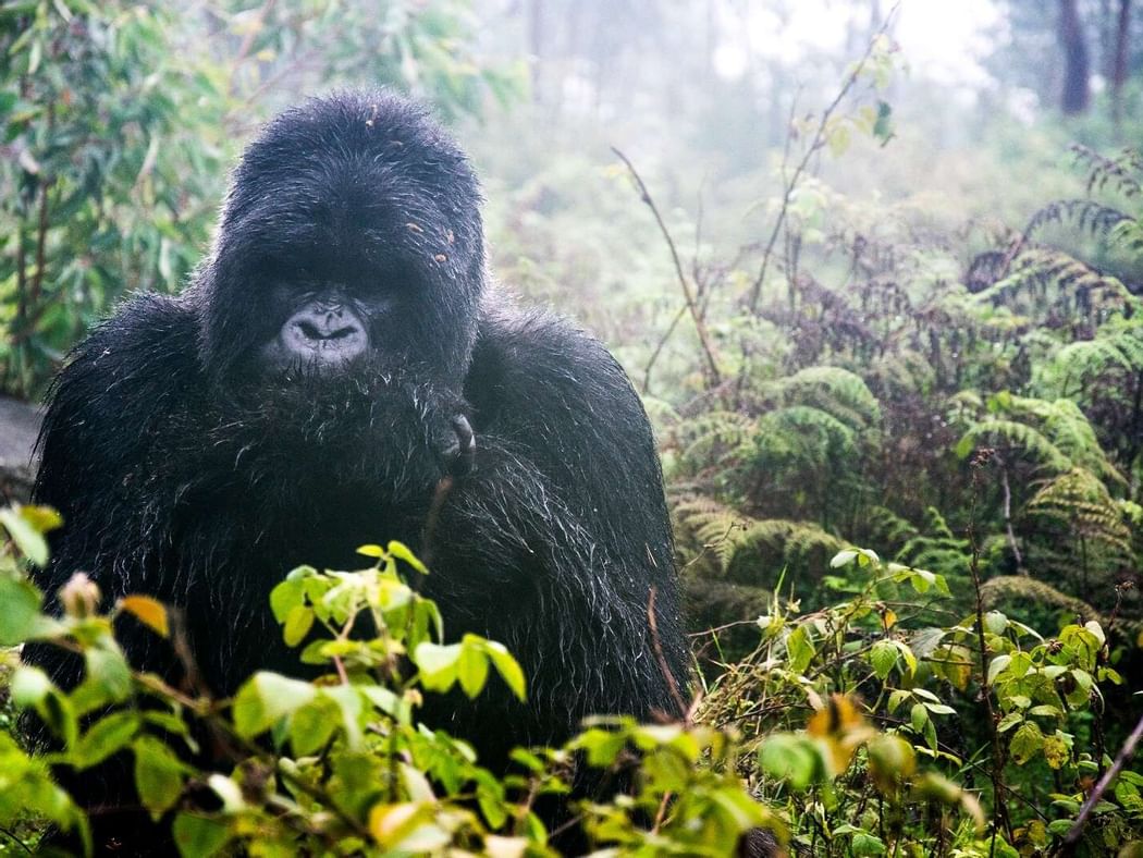 Gorilla at Volcanoes National Park near Lake kivu Serena  Hotel