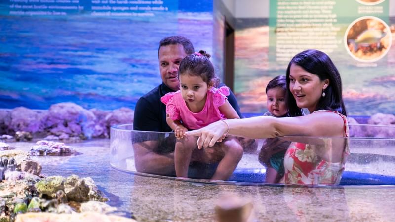 wild about cairns family deals cairns novotel