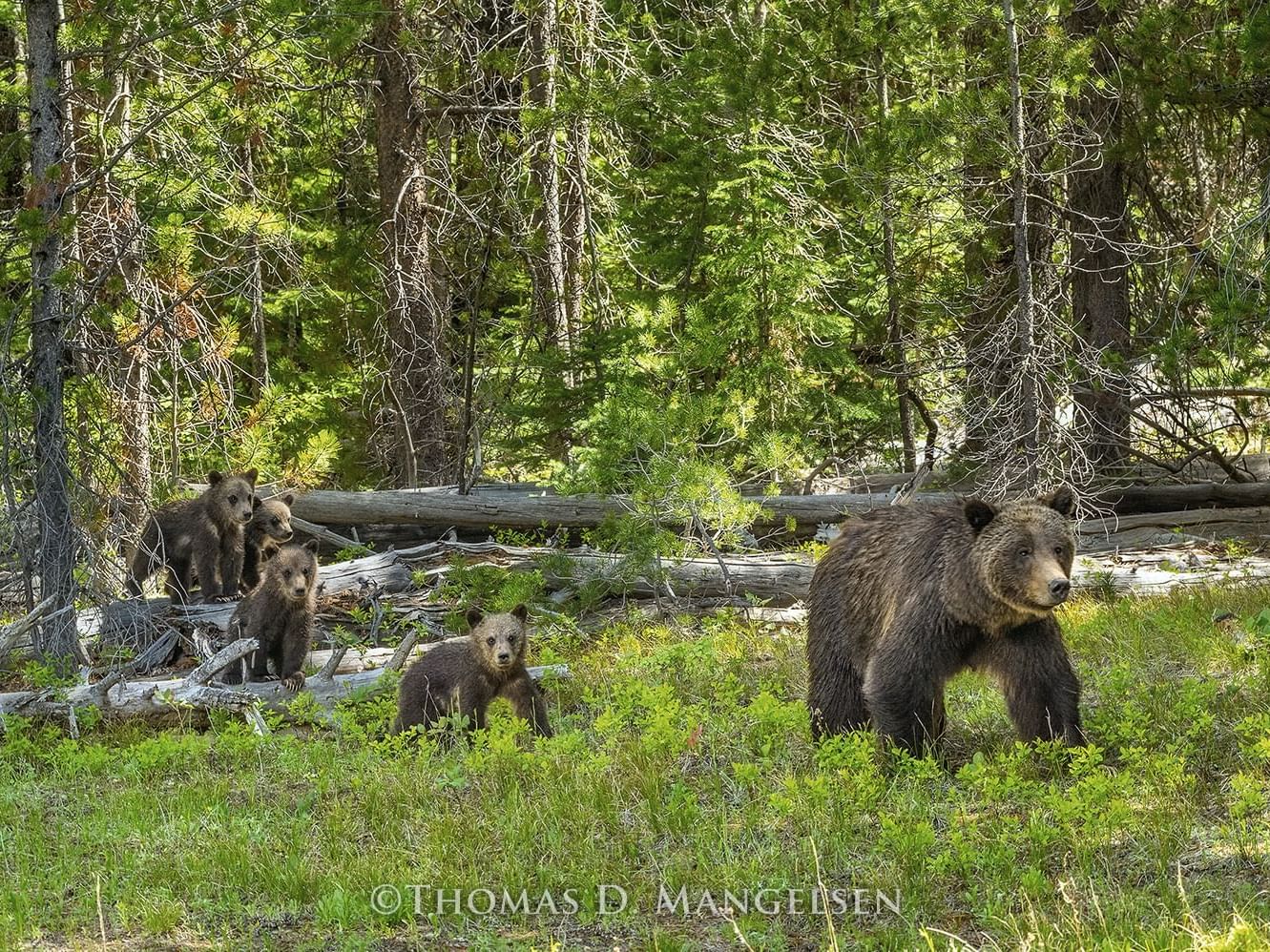 Thomas Magnelson Photography