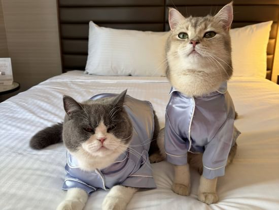 Two cats in pajamas sit on a bed with white pillows and striped bedspread.