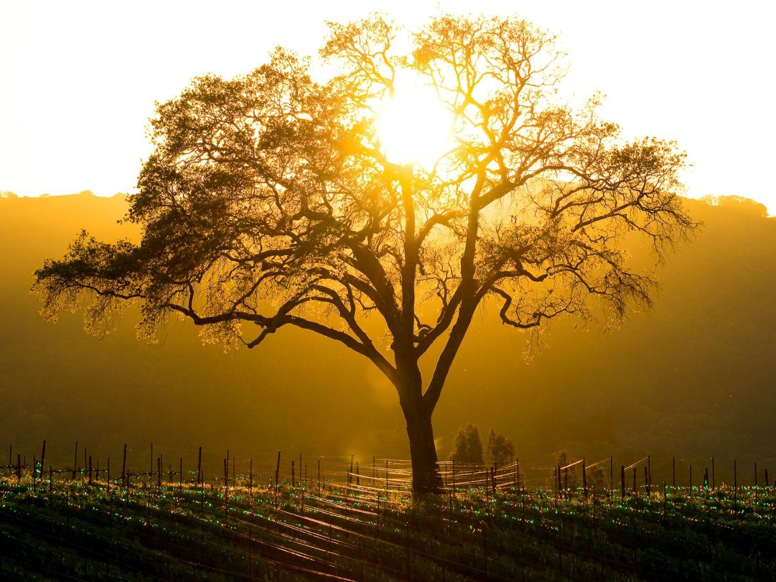 Tree with sun shining behind it