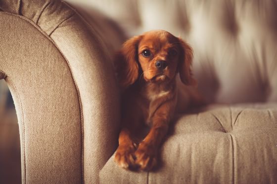 Close-up of a puppy at Patrick Hellman Schlosshotel