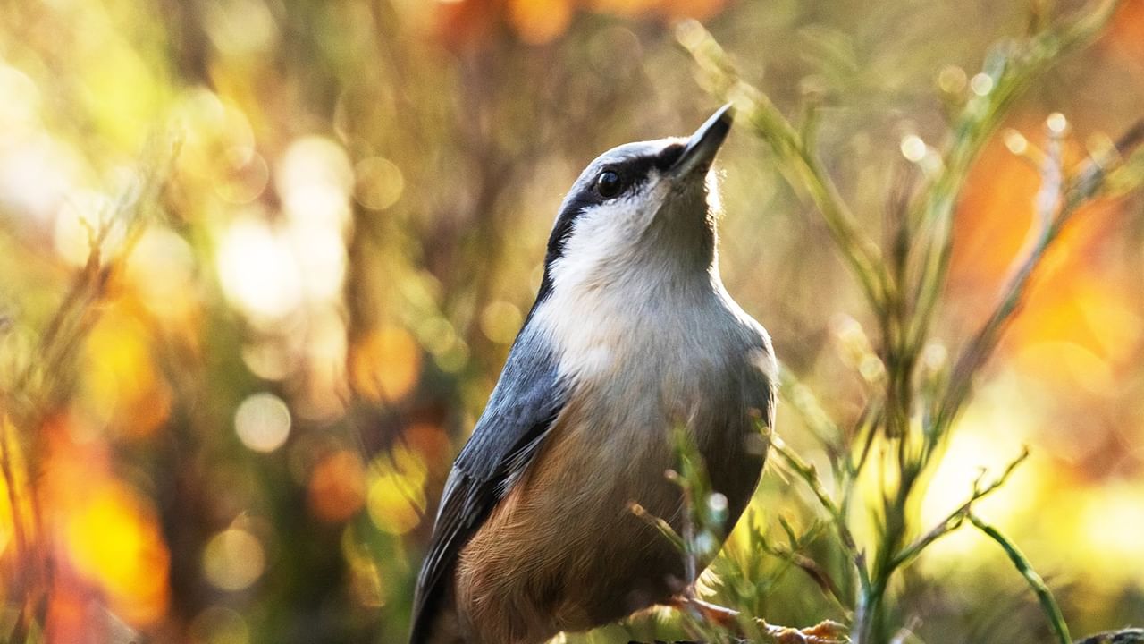 A song bird looking up in Quenn Elizabeth Provincial park