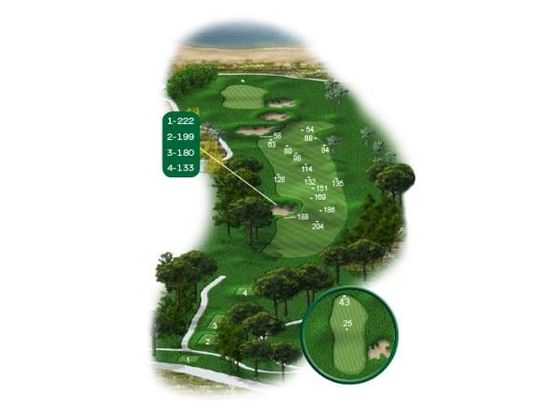 Forest 19