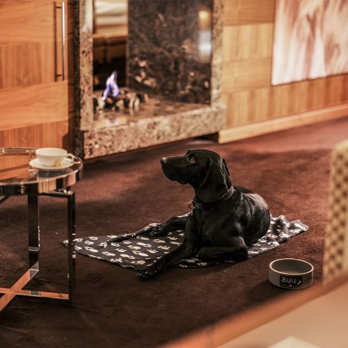 Schwarzer Hund liegt auf Decke neben Kamin und Tisch mit Tasse bei Falkensteiner Spa Resort Mariánské Lázně