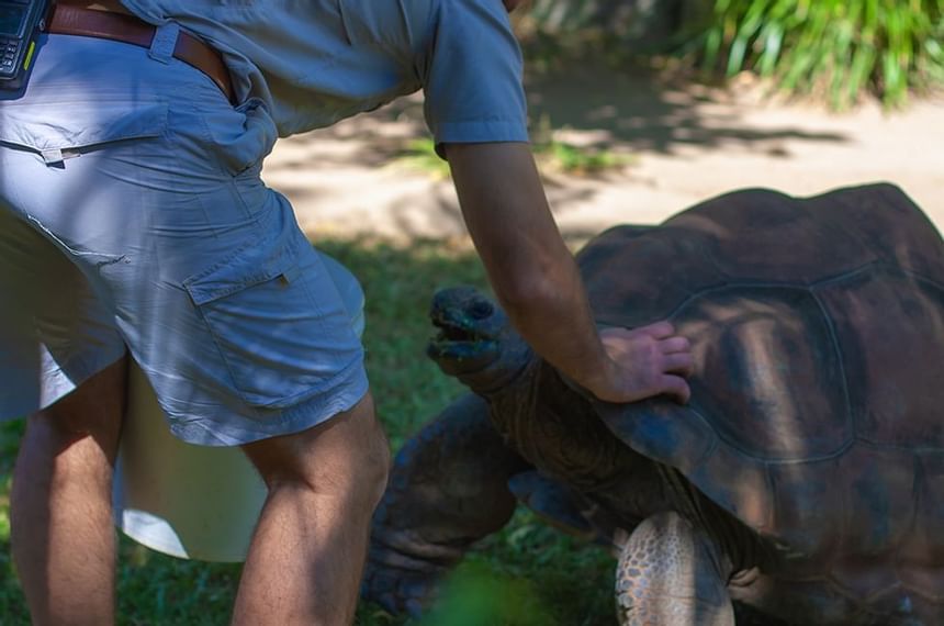 A man petting a turtle near The Breakwater Inn & Spa
