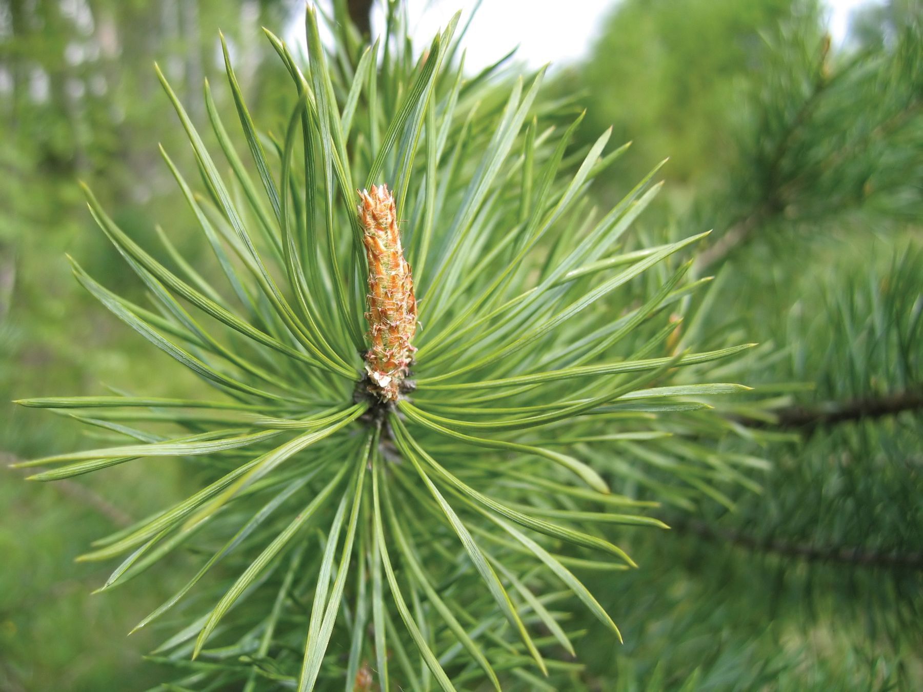 A plant by the river near Topnotch Stowe Resort