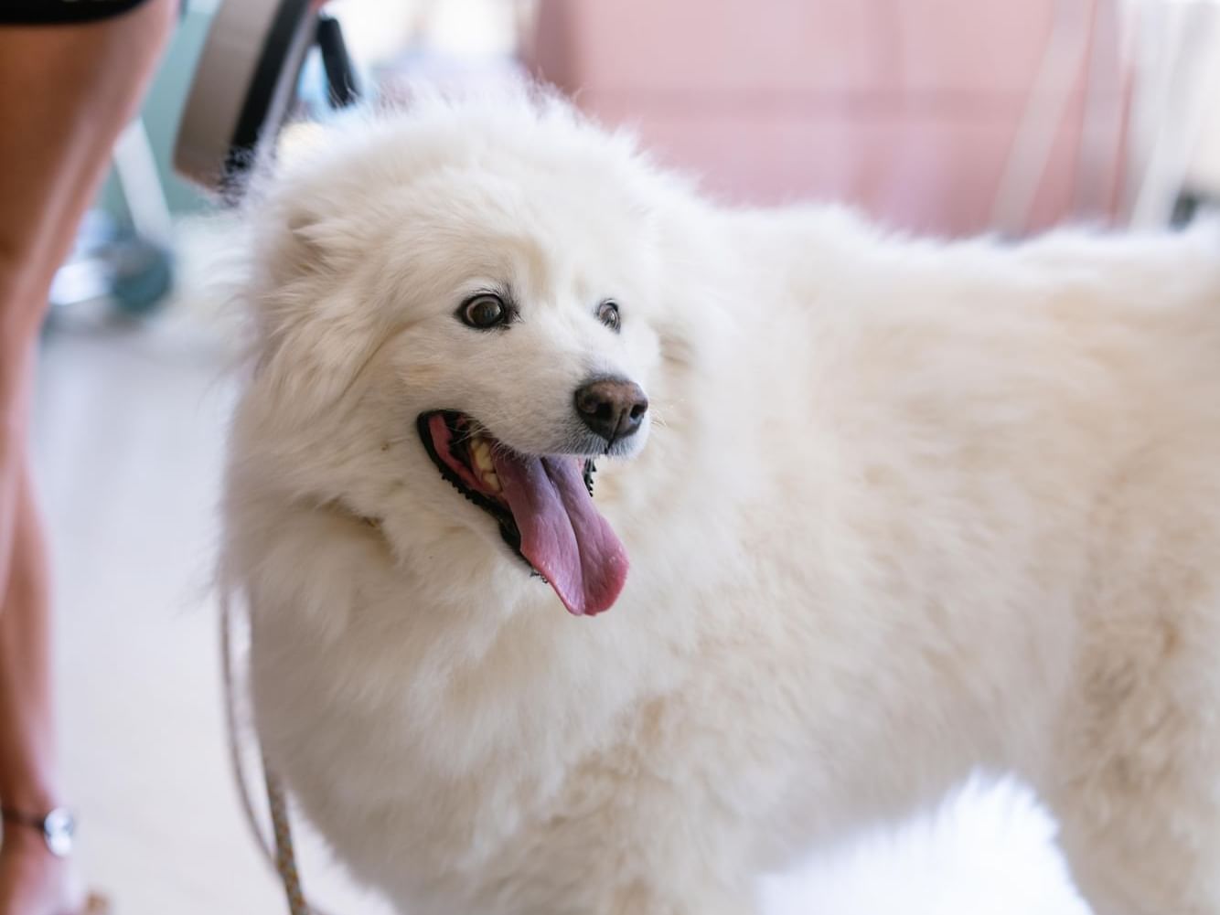 White Furry Dog at Furry Friend Essentials at Hotel Weyanoke