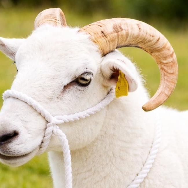 Sheep at Bucks Country Show in Aylesbury