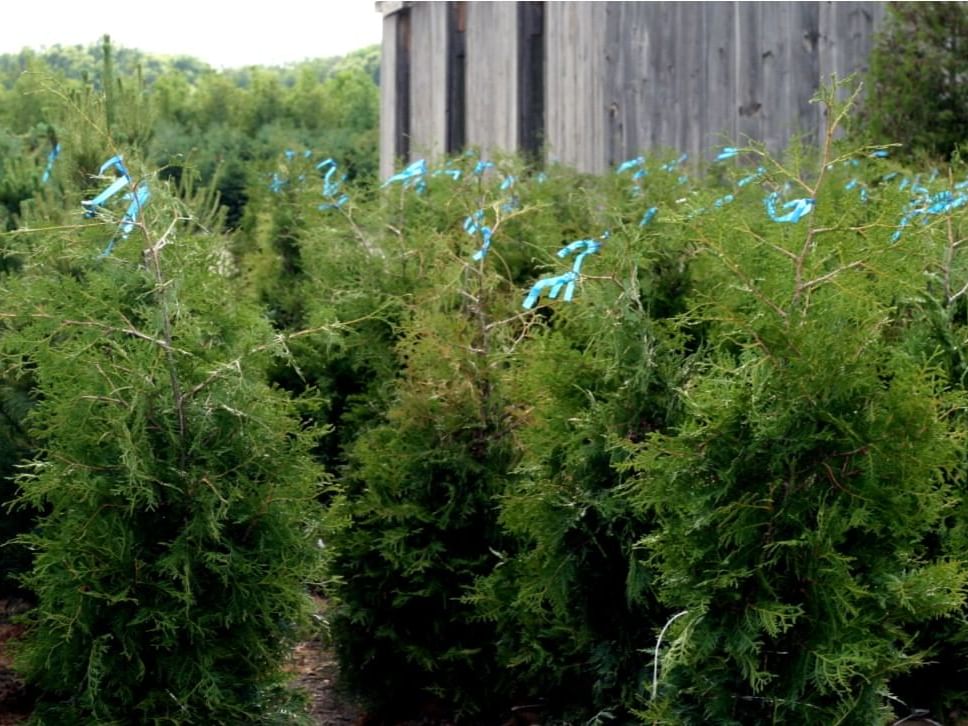 Discover Sloan Nursery & Christmas Trees Bothwell Attractions