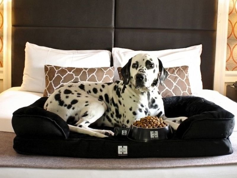 Dog Friendly Hotels in New York City
