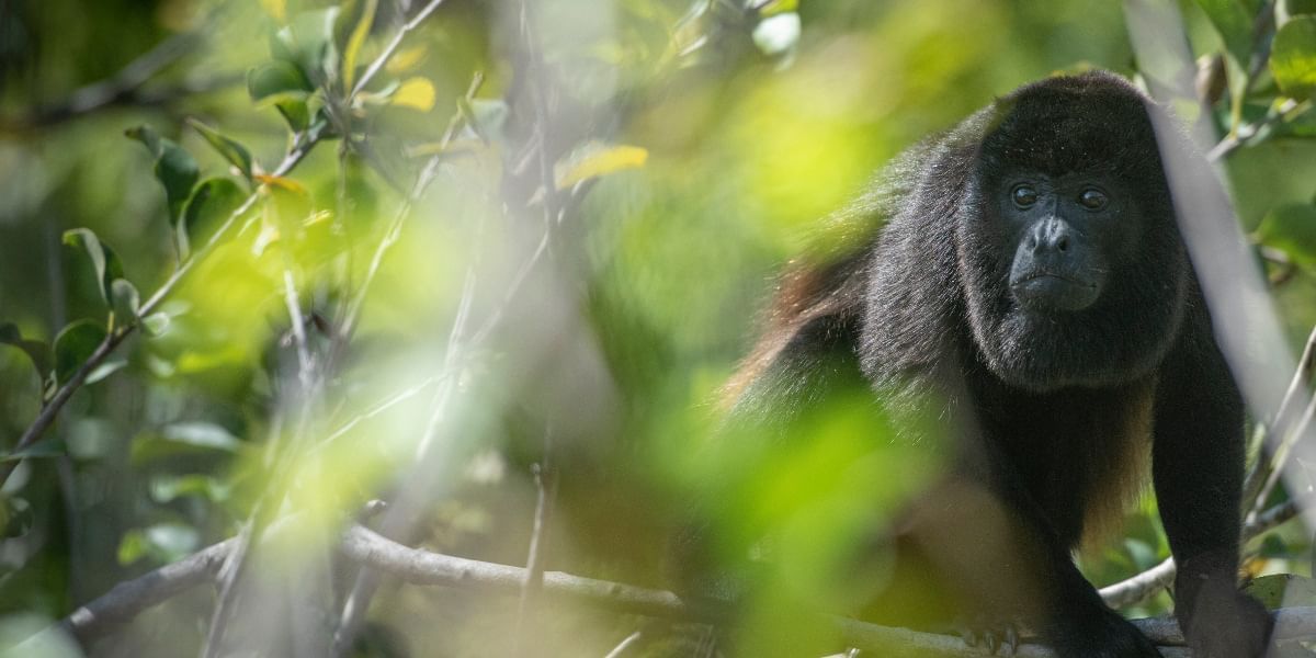 Close-up of a monkey captured in the forest near Hotel Rio Perdido