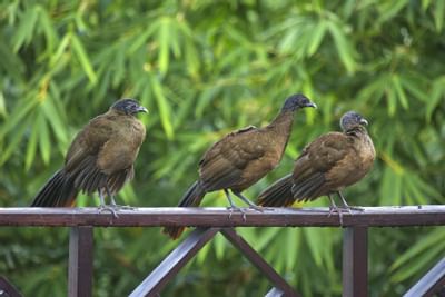 Multiple tropical birds