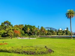 View of the Royal Botanical Gardens in Sydney with Harbour Bridge in background