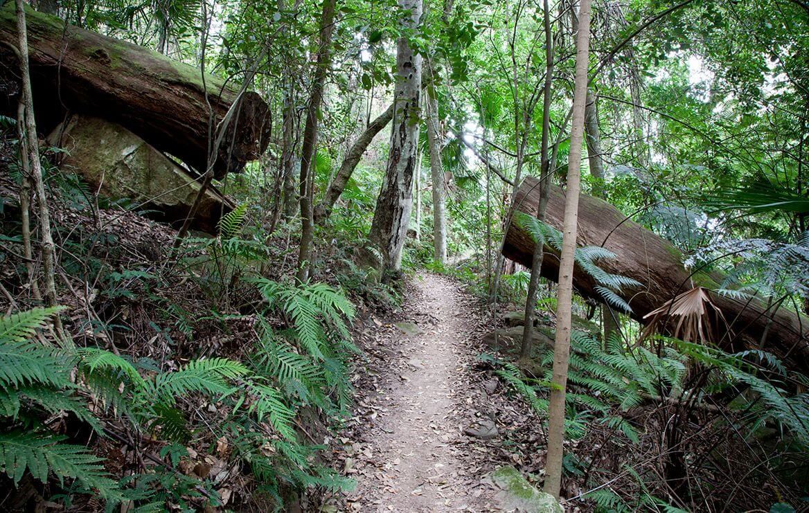 strickland state forest on the central coast