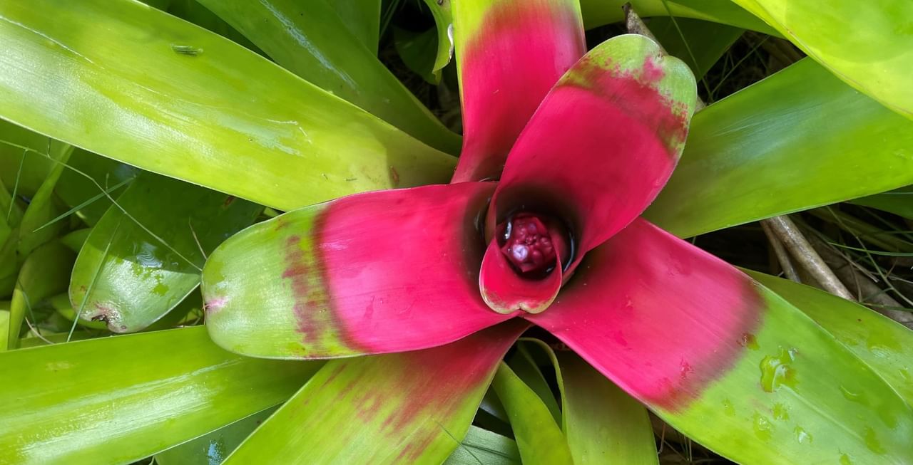 Neoregelia Bromeliad