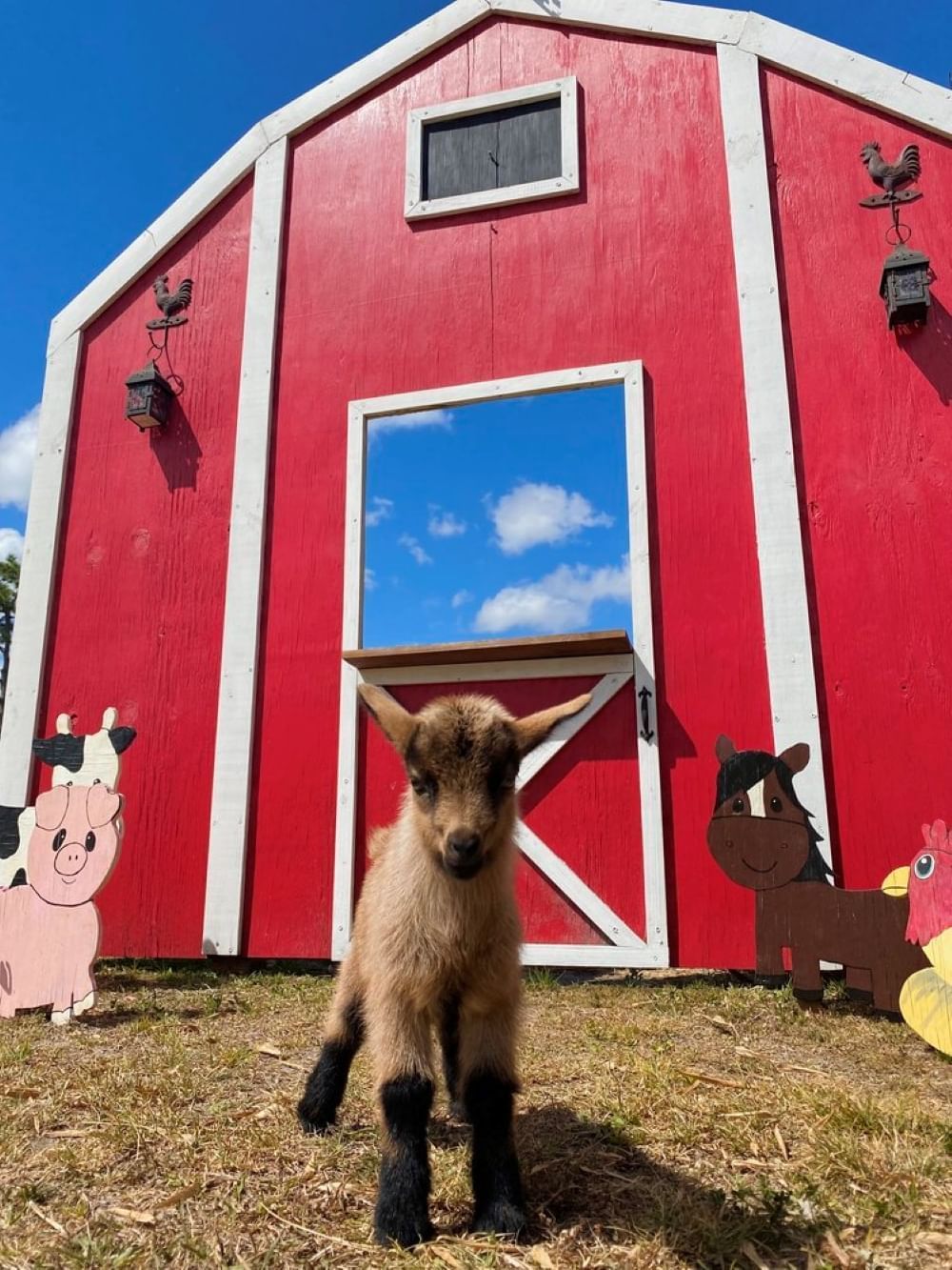 A low-angle shot of a brown baby goat with a bright red barn and farm animal cutouts in the background.