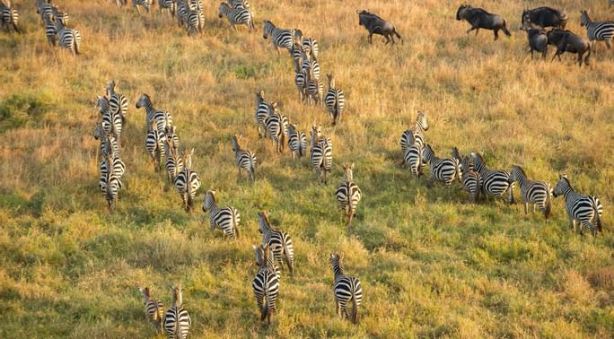 Dazzle of zebras in a field near Serengeti Serena Safari Lodge