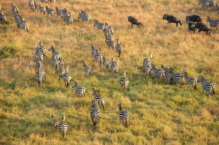 SERENGETI SERENA SAFARI LODGE - Updated 2023 Prices & Reviews (Serengeti  National Park, Tanzania)