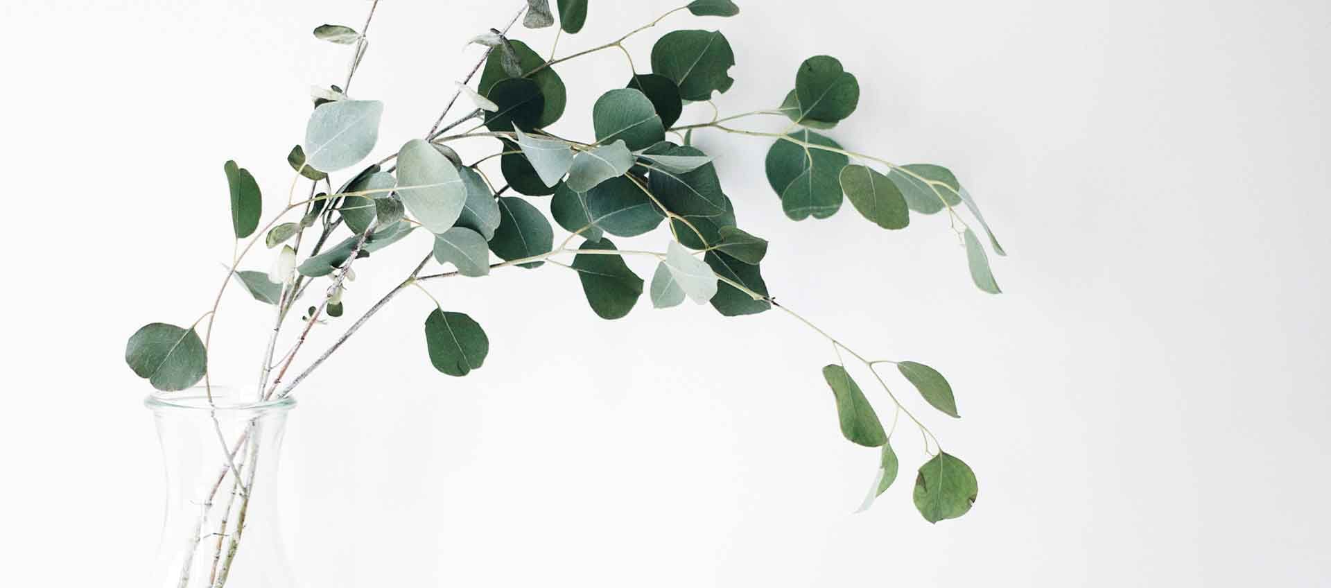 Bristol Hotel - eucalyptus leaf background