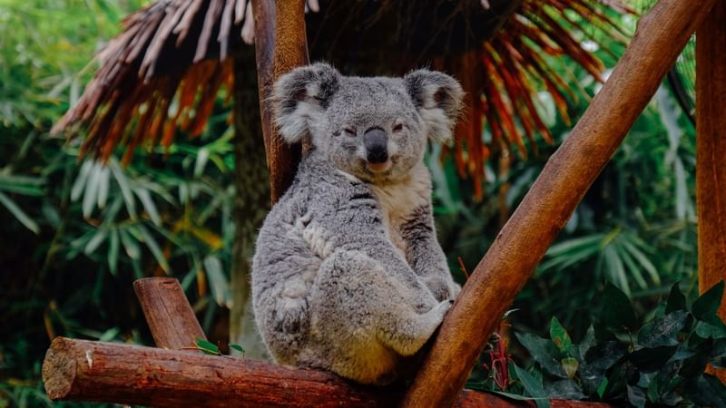 Perth Zoo | Novotel Perth Langley