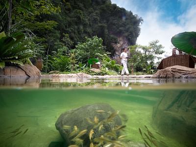 Underwater view of the Garra Rufa pool at The Banjaran Hotsprings Retreat