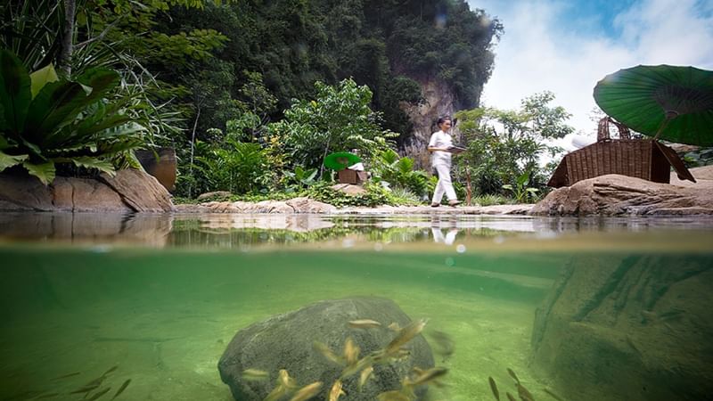 Underwater view of the Garra Rufa pool at The Banjaran Hotsprings Retreat