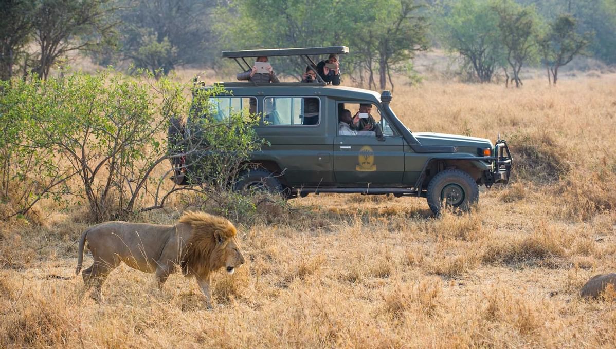Tourists in a safari jeep meet a lion
near Kirawira Serena Camp