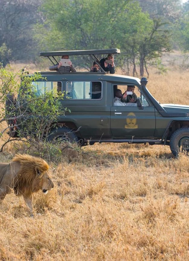 Tourists in a safari jeep meet a lion
near Kirawira Serena Camp