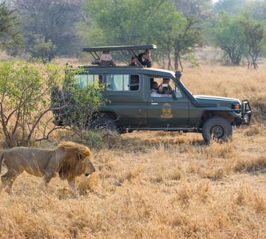 Tourists on a safari capturing a lion near Kirawira Serena Camp