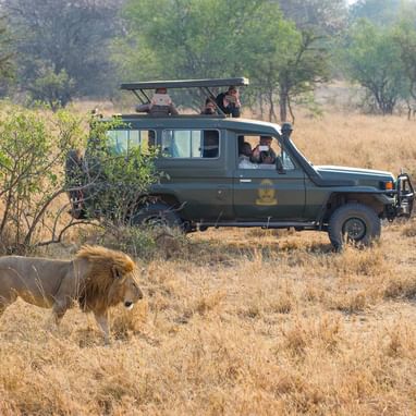 Tourists on a safari capturing a lion near Kirawira Serena Camp
