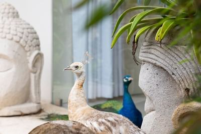 Close up on Two peacocks captured near Retreat Costa Rica