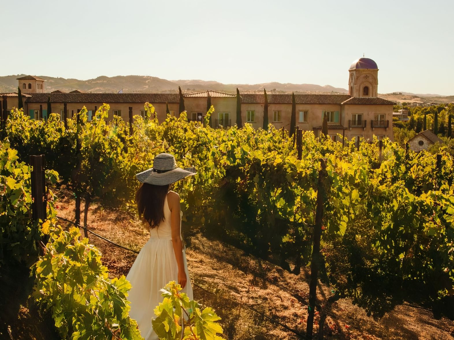 Vineyard