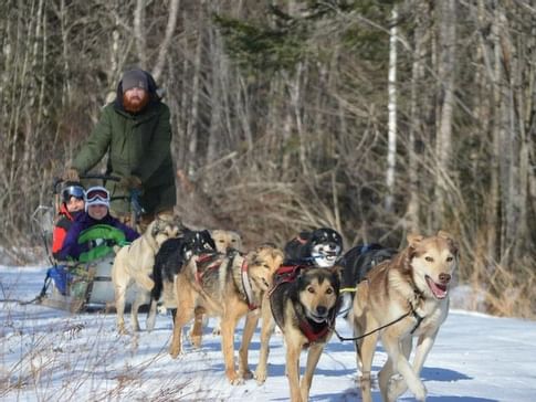 Dogsledding
