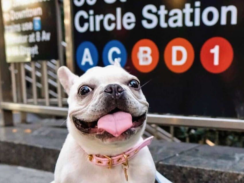 Dog Stores near Columbus Circle